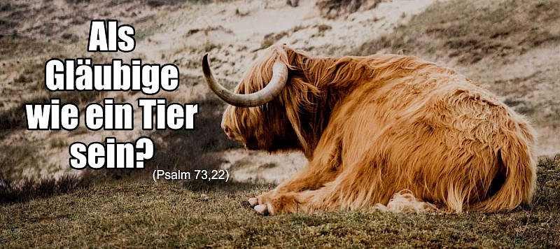 Als Gläubige wie ein Tier sein?! (Psalm 73,22)
