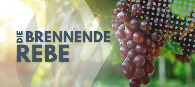 Die verbrannte Rebe - Kinder Gottes in Gefahr?